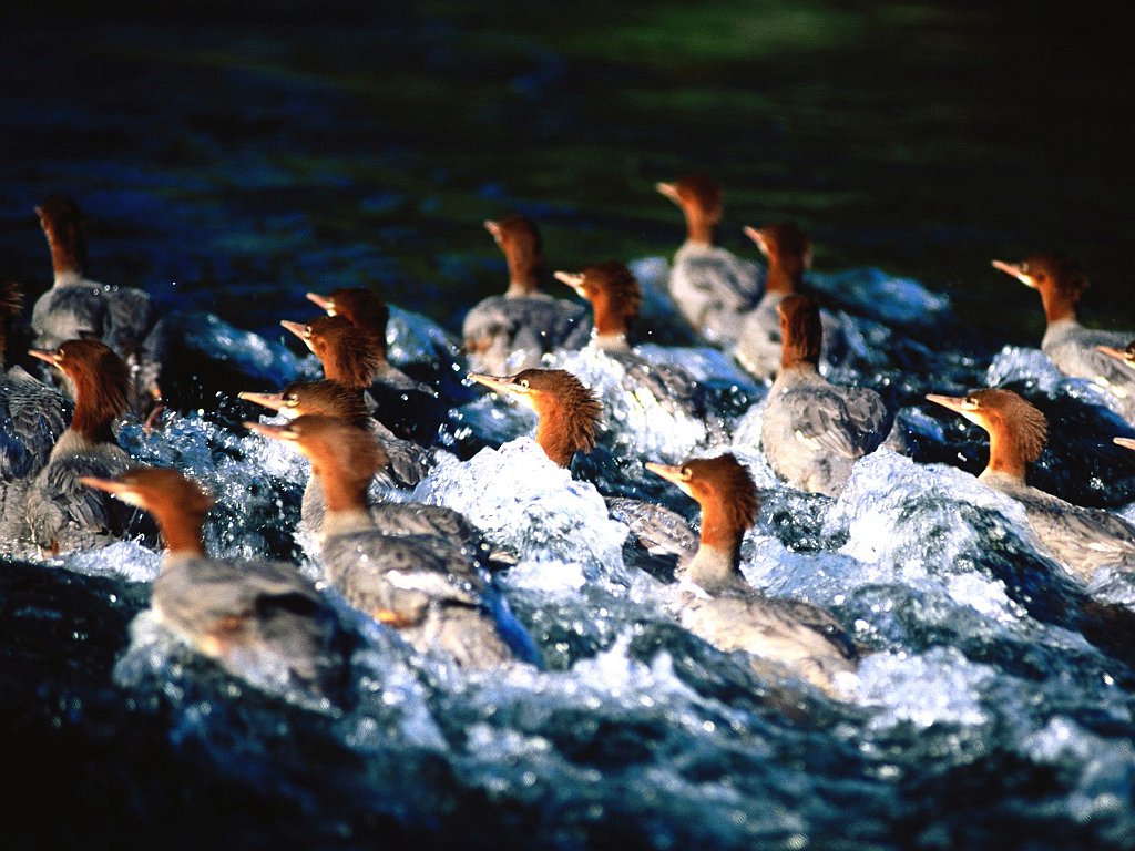 Merganser Ducks, Russian River, Alaska